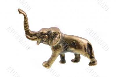 elefant