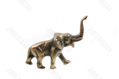 elefant
