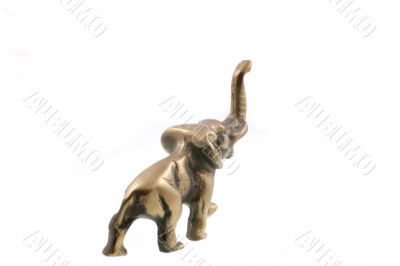 elefant
