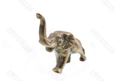 elefant