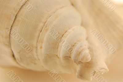 sea shell