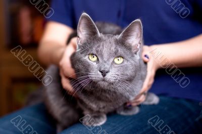 grey cat