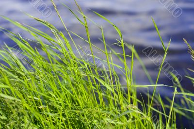 green grass