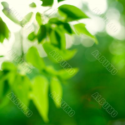 green leaves