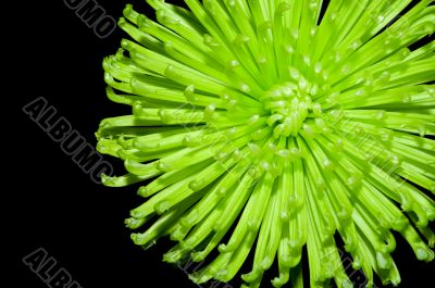 Green flower isolated on the black