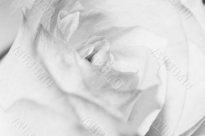 Close up of the rose petals