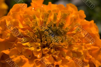 Orange flower