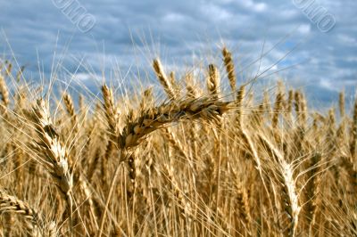 Ripe yellow wheat with stalks by grains before harvest under blu