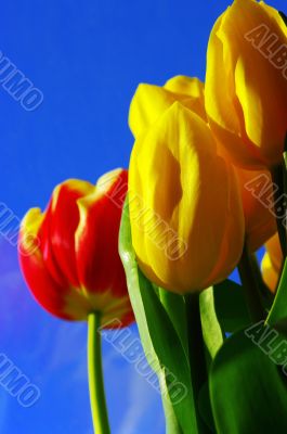 red and yellow tulips on the sky