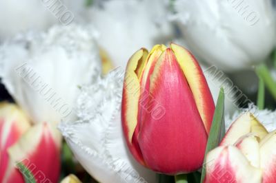 Tulips