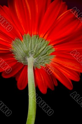 red gerbera