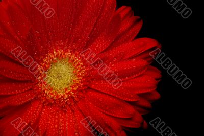 red gerbera