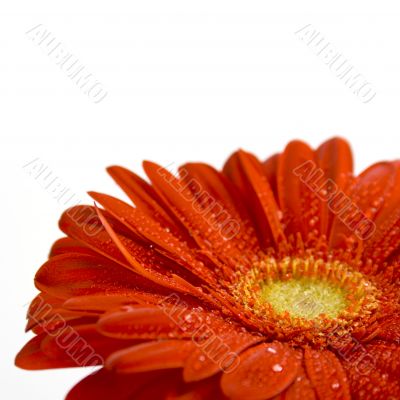 red gerbera