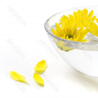yellow flowers
