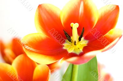 Red passion tulips