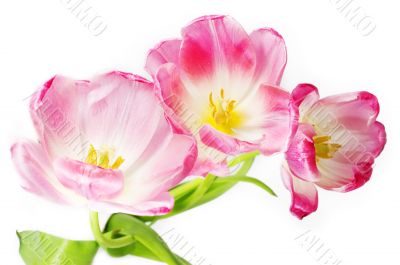 Pink tulips