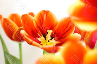 Tulip passion