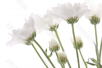 The white chrysanthemum.