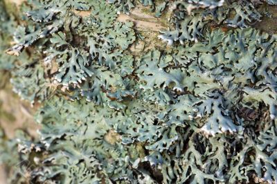 birch with green lichen