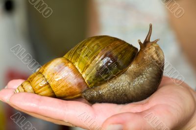 Snail ahatina