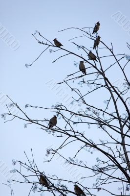 waxwings on tree branches