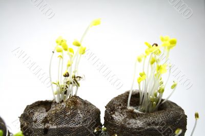 Growth