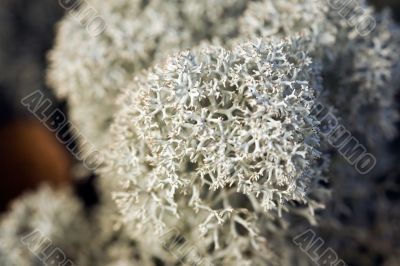 reindeer moss close up