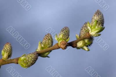 green branch