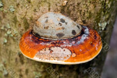 Mushroom on the tree