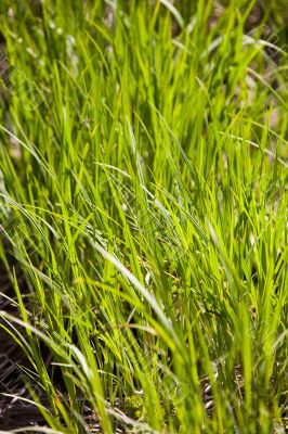 green spring grass