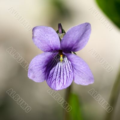 wild violet