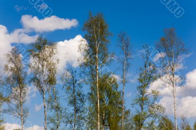 Spring birchwood