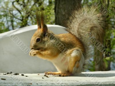 squirrel