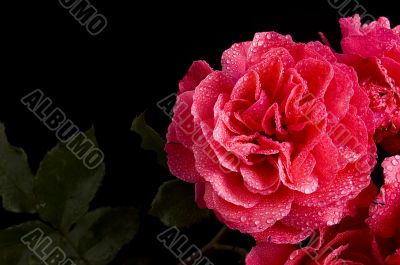 red rose with water drops over black