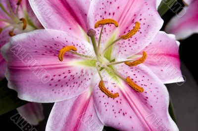 Pink lilly