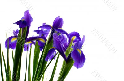 fresh irises. isolated