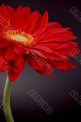 red gerbera