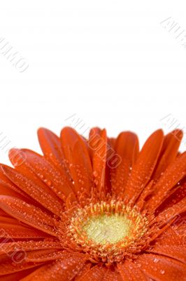 red gerbera