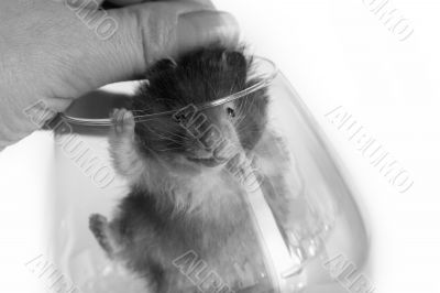 Small hamster