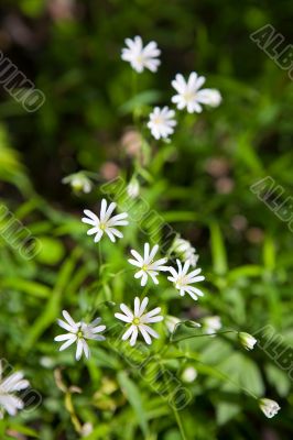 Stars in the grass