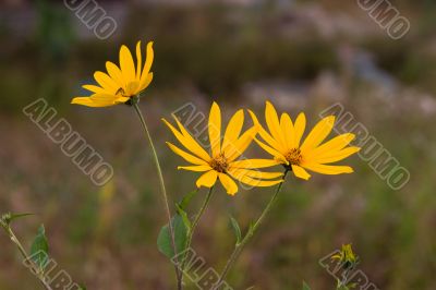 Yellow flowers