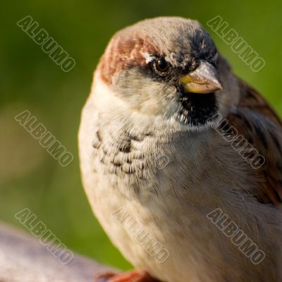 Portrait of a sparrow