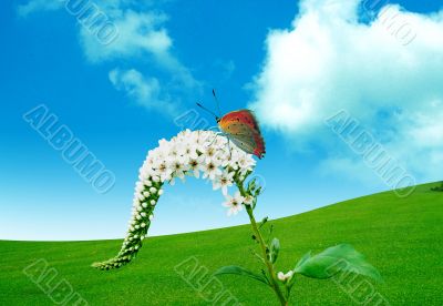 Butterfly and a spring flower