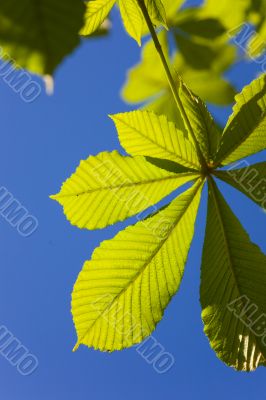 green and blue