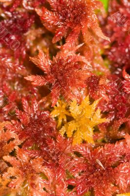 red moss