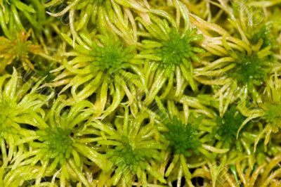 green moss on a bog