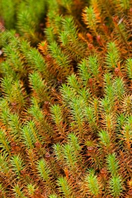 green moss