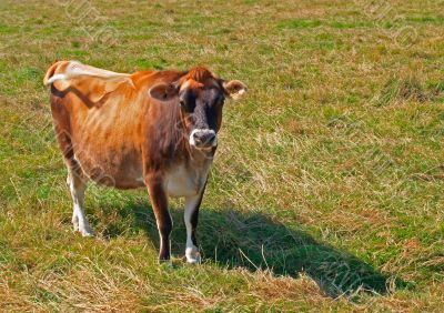 Jersey Cow