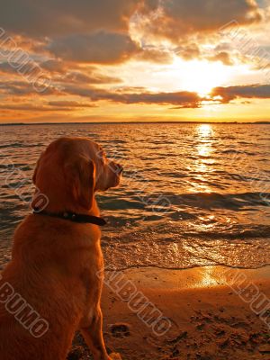 Dog watching sunset