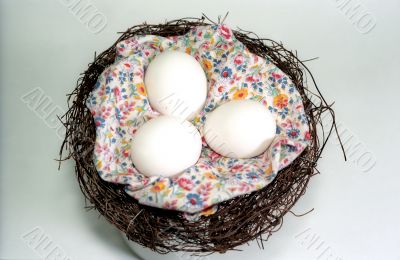 Eggs in the nest